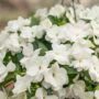 New Guinea Impatiens – Super Sonic White – 12″ Hanging Basket